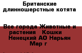 Британские длинношерстные котята - Все города Животные и растения » Кошки   . Ненецкий АО,Нарьян-Мар г.